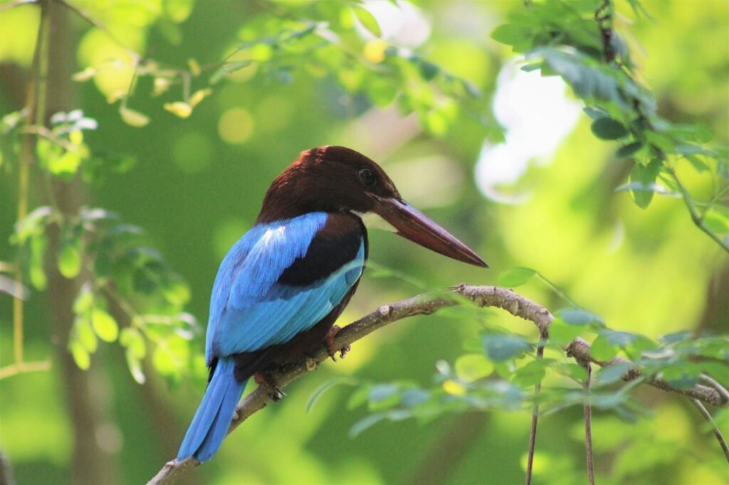 White-throated Kingfisher perched, a common sight on Sri Lanka birding tours