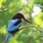 Sinharaja Rainforest Birding Expedition