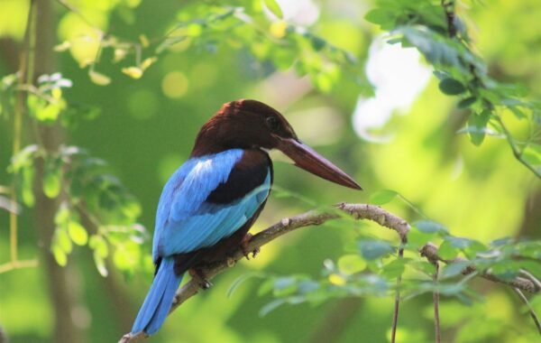 Sinharaja Rainforest Birding Expedition