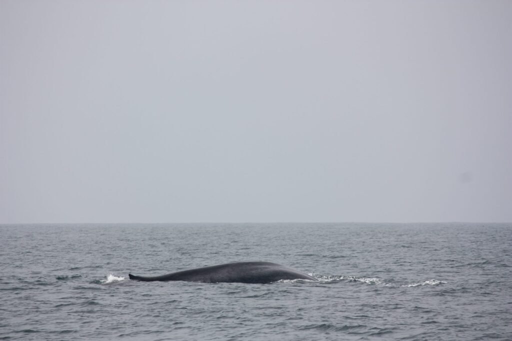 Blue whale surfacing off Mirissa
