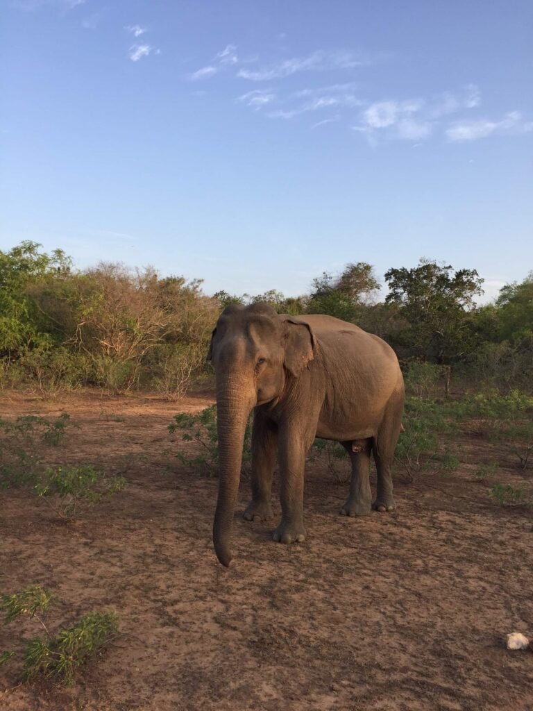Wild elephant in Yala National Park