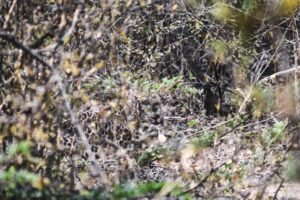 Sri Lankan leopard in Yala National Park