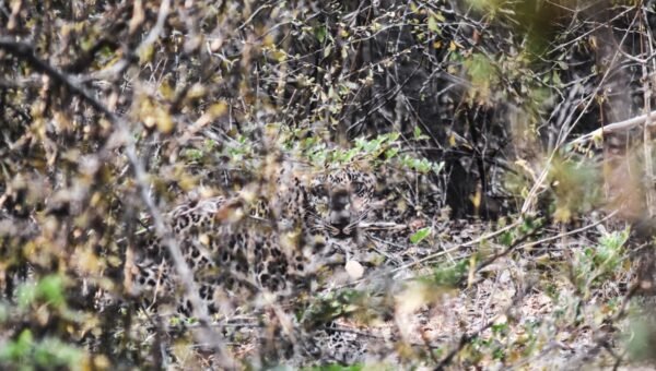 Yala National Park: Your Best Shot at Seeing a Wild Leopard