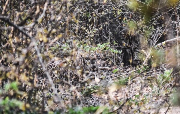 Yala Leopard Safari